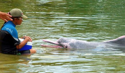 Delfinul amazonian poartă un miracol