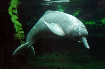 Amazonas Dolphin orrú csoda