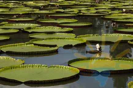 Delfinul amazonian - unul dintre cei mai minunați locuitori ai râurilor din America de Sud