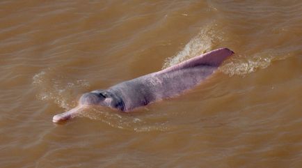 Delfinul amazonian - o lume uimitoare a animalelor