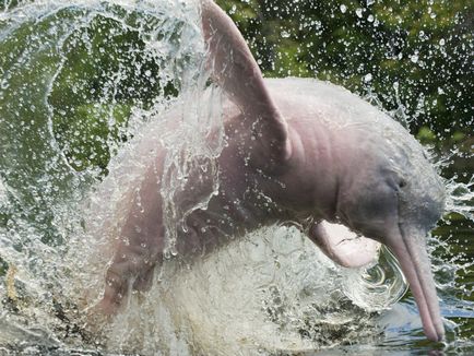 Delfinul amazonian - o lume uimitoare a animalelor