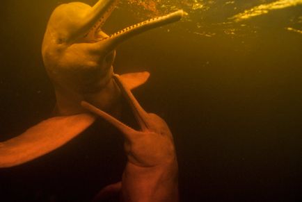 Амазонский дельфін - дивовижний світ тварин