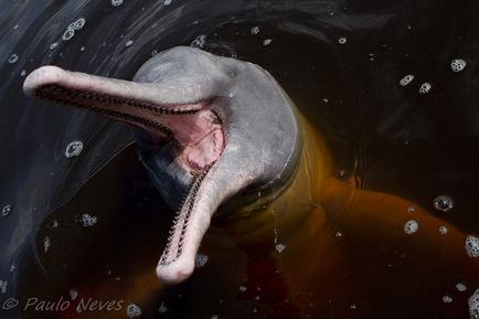 Delfinul amazonian - o lume uimitoare a animalelor