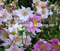 Anemone toamna japoneză (anemonă, anemonă) - o plantă de grădină