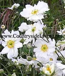 Anemone toamna japoneză (anemonă, anemonă) - o plantă de grădină