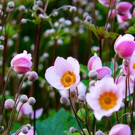 Anemone japoneză (anemone) - crescând în țară