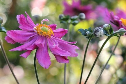 Anemone Japanese (toamna japoneză) Plantarea și îngrijirea toamnei, fotografie