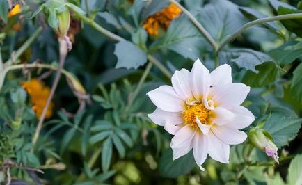 Anemone Japanese (toamna japoneză) Plantarea și îngrijirea toamnei, fotografie