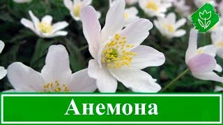 Anemone Japanese (toamna japoneză) Plantarea și îngrijirea toamnei, fotografie