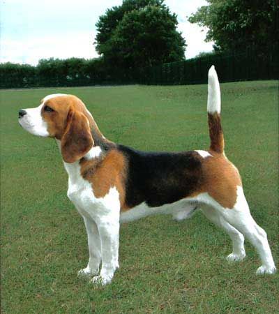 English Beagle dog foto, cumpara, video, pret