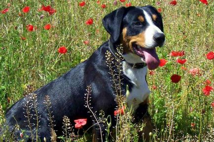 Appenzeller hegyi kutya, fajta leírás, fényképek, értékelések