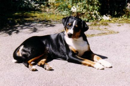 Appenzeller-Sennenhund rasa descriere, poze, recenzii