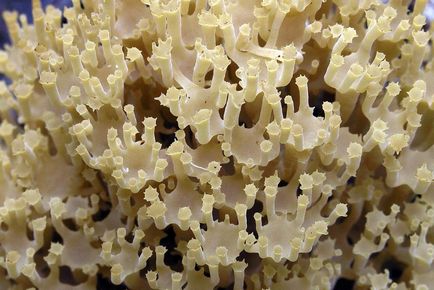 Артоміцес криночковідний гриб схожий на корал