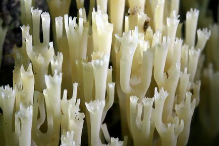 Артоміцес криночковідний гриб схожий на корал