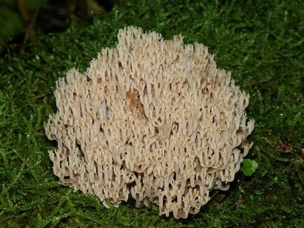 Artomitses ciupercă asemănătoare cu cea a coralului