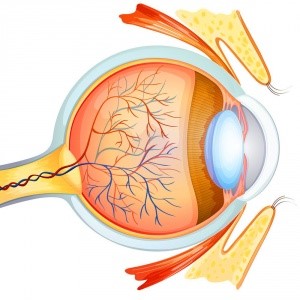 Атеросклероз судин ока, лікування уражень очного дна - живи здорово