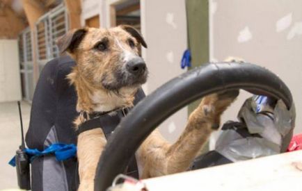 Câinii australieni au învățat să conducă o mașină