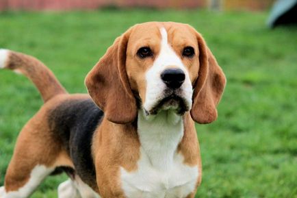 Beagle fotografie de câine, preț, descrierea rasei, caracter, video - watchdog-ul meu