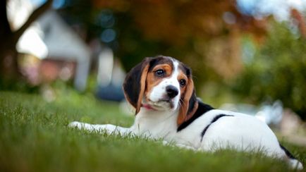 Beagle fotografie de câine, preț, descrierea rasei, caracter, video - watchdog-ul meu