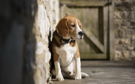 Beagle fotografie de câine, preț, descrierea rasei, caracter, video - watchdog-ul meu