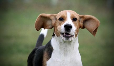 Beagle fotografie de câine, preț, descrierea rasei, caracter, video - watchdog-ul meu