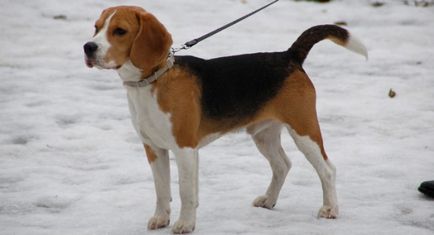 Beagle fotografie de câine, preț, descrierea rasei, caracter, video - watchdog-ul meu