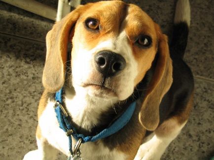 Beagle kutya fotó, ár, fajta leírás, képességgel, video - én watchdog
