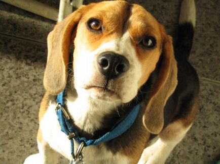 Beagle fotografie de câine, preț, descrierea rasei, caracter, video - watchdog-ul meu