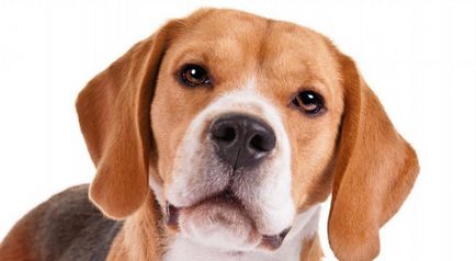 Beagle fotografie de câine, preț, descrierea rasei, caracter, video - watchdog-ul meu