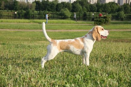 Beagle fotografie de câine, preț, descrierea rasei, caracter, video - watchdog-ul meu
