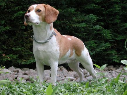 Beagle kutya fotó, ár, fajta leírás, képességgel, video - én watchdog