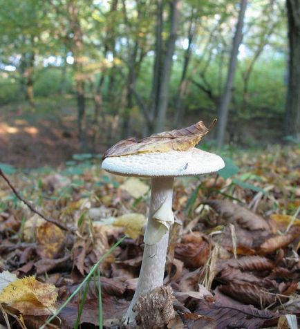 Halvány mérges - a leírás a gomba, fotó és videó