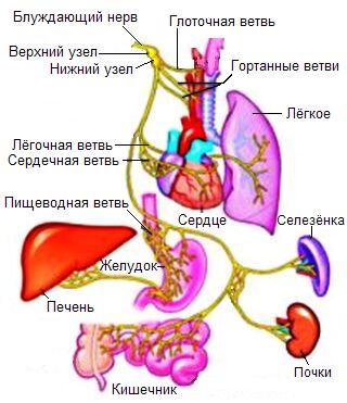 Блукаючий нерв, симптоми і лікування порушення