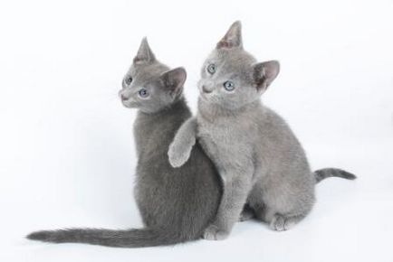 Bogemia, catelus de pisici albastre din Rusia, moscow