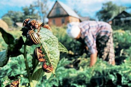 Хвороби картоплі і їх лікування