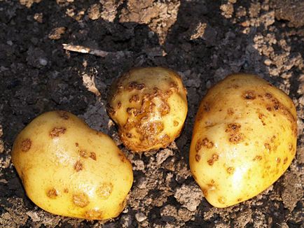 Хвороби картоплі і заходи боротьби з ними
