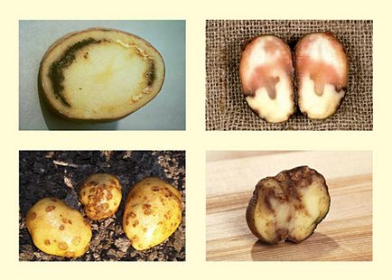 Bolile de cartofi și măsurile de control