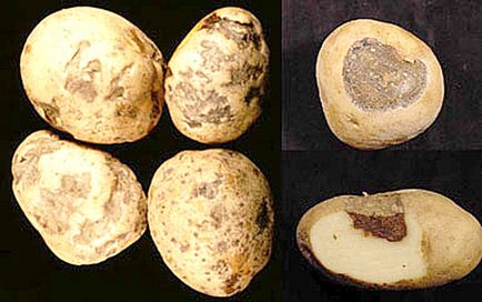 Bolile de cartofi și măsurile de control