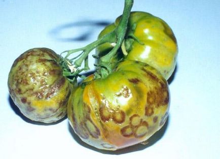 Bolile unei tomate în imagini