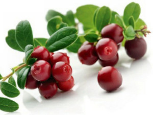 Cowberry utilizarea de lingonberry, compoziția și conținutul caloric de cowberry, cowberry la copii, utilizarea de merișor,