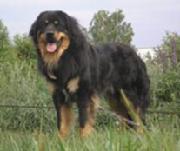 Buryat-mongolian wolfhound - rase de caini care nu au recunoscut FCI - forum de rase de câini de câini