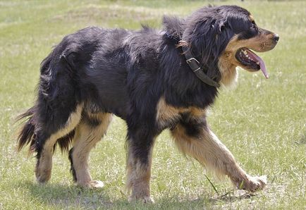 Buryat-mongolian wolfhound - rase de caini care nu au recunoscut FCI - forum de rase de câini de câini