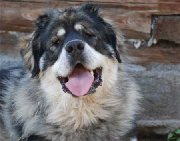 Buryat-mongolian wolfhound - rase de caini care nu au recunoscut FCI - forum de rase de câini de câini