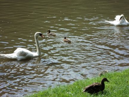 Parcul Tsaritsynsky din Moscova foto fântână cântând în Tsaritsino, o călătorie în lumea naturii