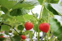 Ce legătură au căpșunile cu modul de abordare a problemelor atunci când cresc boabe, grădină, cabană, argumente și fapte