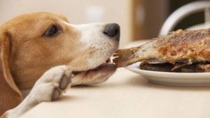 Чим годувати собаку раціон і правила годування