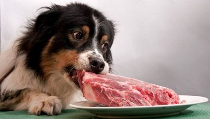 Cum să hrăniți un câine cu o dietă și reguli de hrană