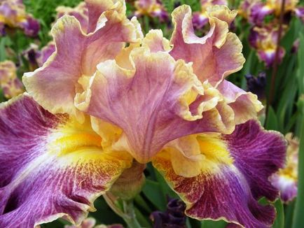 Ceea ce irisul miroase imaginile irisului din grădina botanică Nikitsky