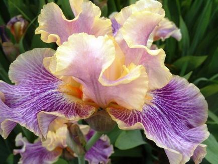 Ceea ce irisul miroase imaginile irisului din grădina botanică Nikitsky
