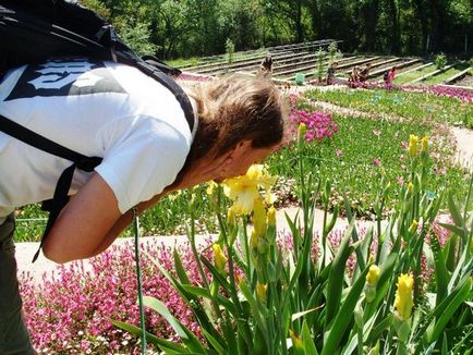 Чим пахнуть іриси фото ірисів з Нікітського ботанічного саду